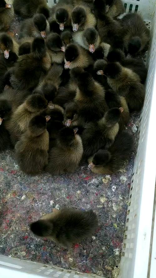 黑色小鸭子是什么品种?-图2 黑色小鸭子是什么品种?-图2