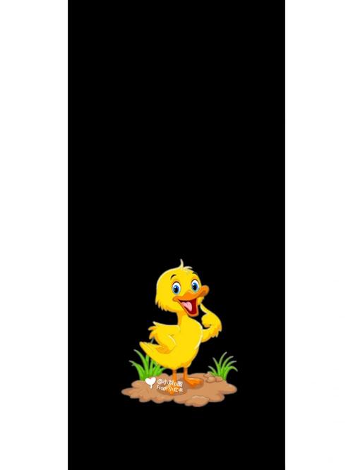 黑色小鸭子是什么品种?-图3 黑色小鸭子是什么品种?-图3