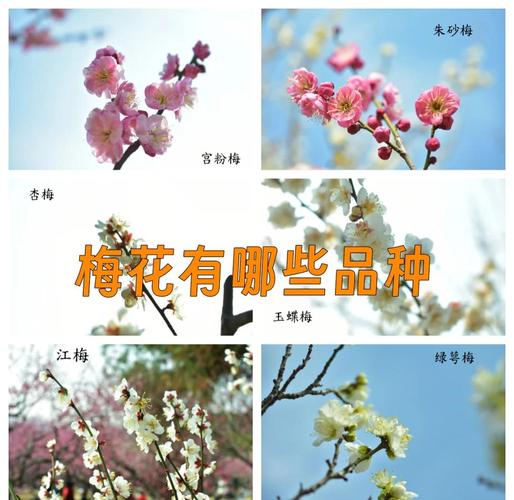 即香又好看的梅花品种有哪些?-图1 即香又好看的梅花品种有哪些?-图1