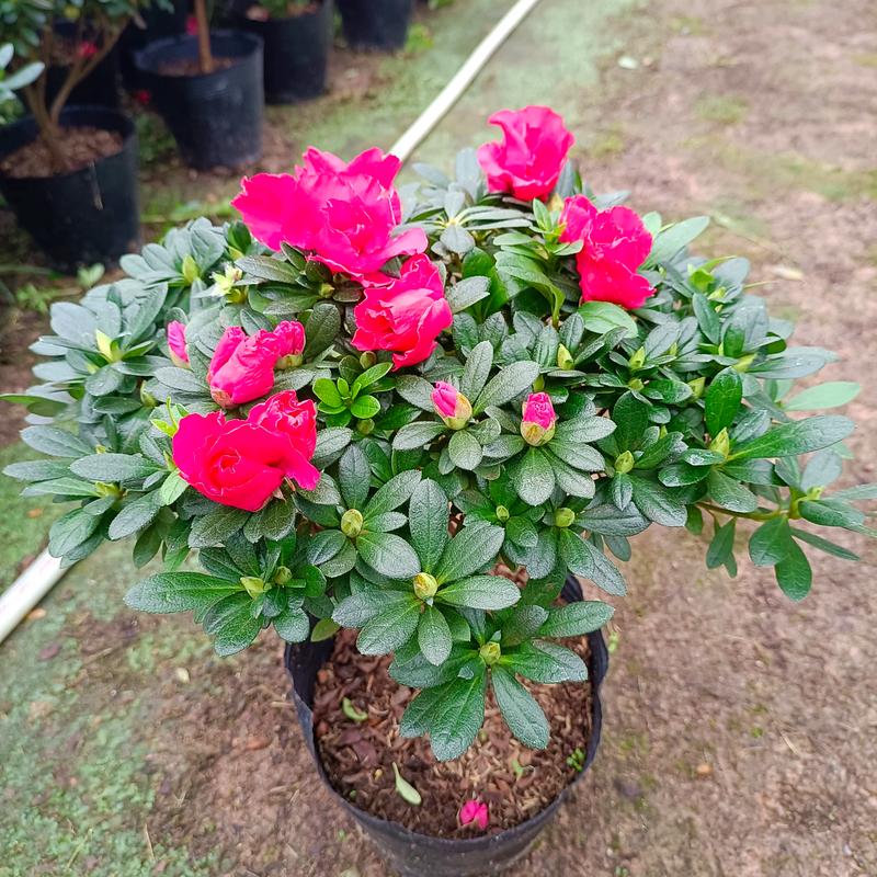 哪种杜鹃花品种颜值最高？-图2