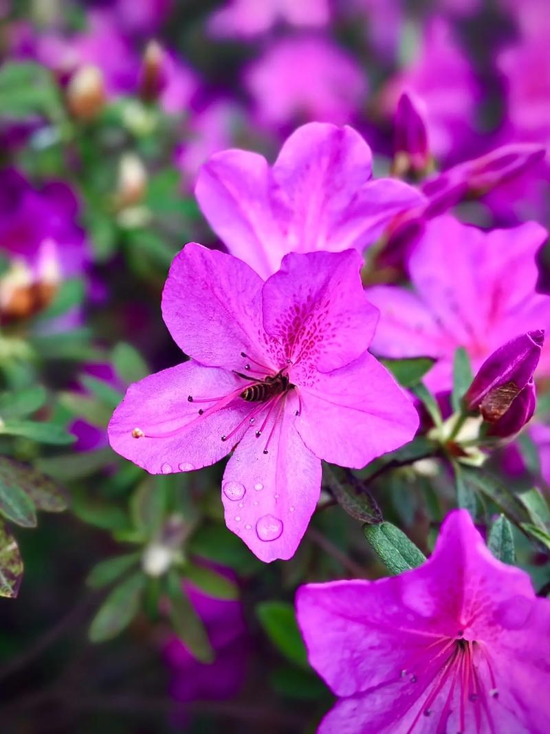 哪种杜鹃花品种颜值最高？-图3