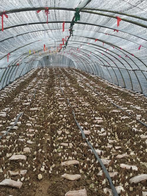 陕西羊肚菌种植技术难点有哪些?-图2 陕西羊肚菌种植技术难点有哪些?-图2