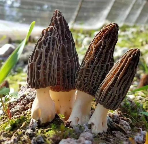 陕西羊肚菌种植技术难点有哪些?-图1 陕西羊肚菌种植技术难点有哪些?-图1