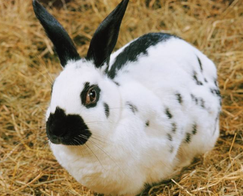 獭兔人工授精技术视频，关键步骤有哪些？-图2