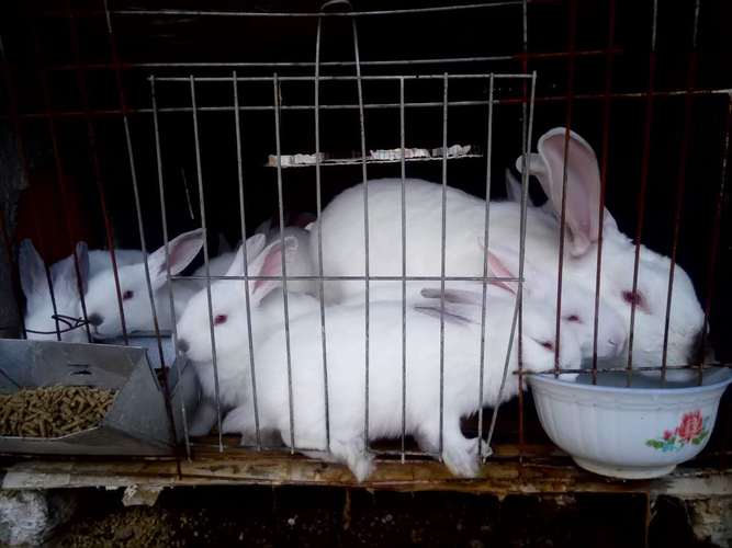 獭兔人工授精技术视频，关键步骤有哪些？-图3