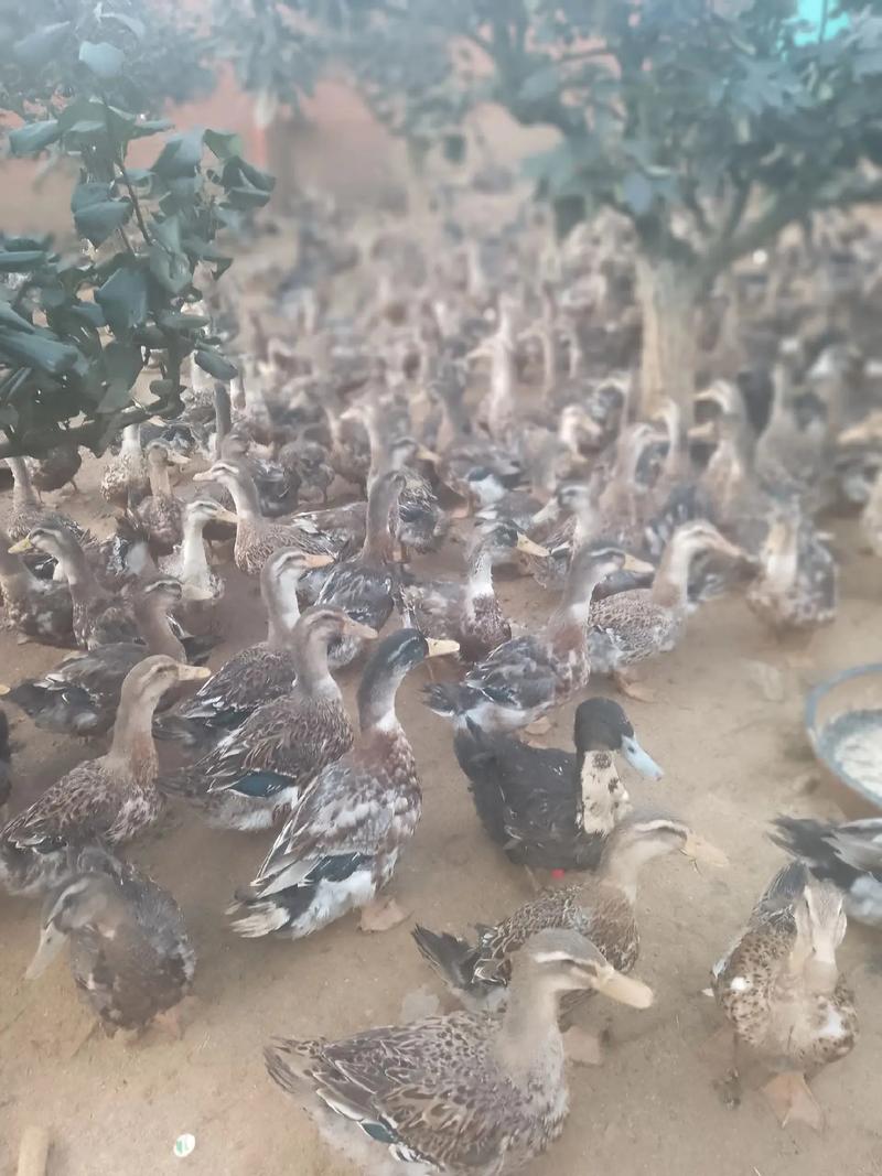 最新立体肉鸭养殖技术有何优势?-图3 最新立体肉鸭养殖技术有何优势?-图3