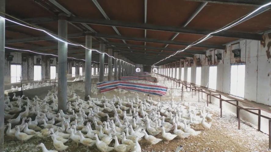 最新立体肉鸭养殖技术有何优势?-图2 最新立体肉鸭养殖技术有何优势?-图2