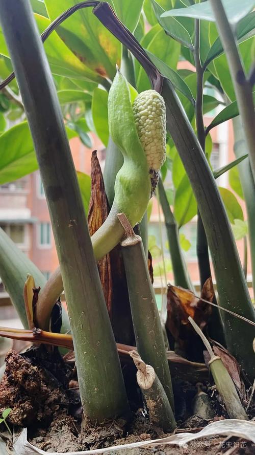 雪铁芋常见品种有哪些?看图识别。-图1 雪铁芋常见品种有哪些?看图识别。-图1