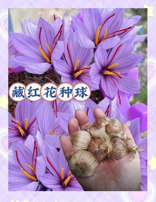 藏红花种植技术图片中，关键步骤与细节如何帮助新手高效掌握栽培要点？-图2
