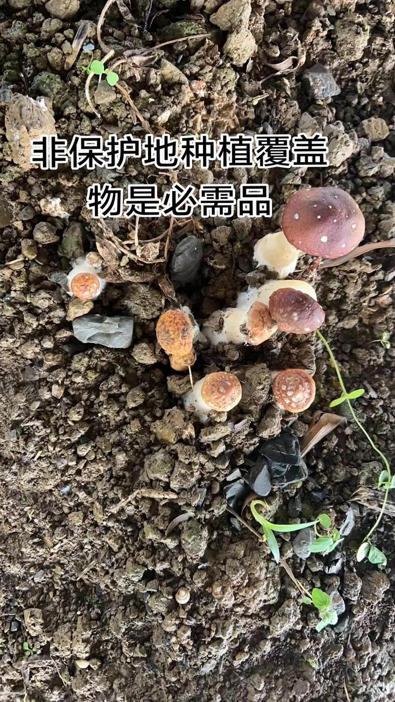 家庭蘑菇种植技术全攻略,从菌种选育到出菇管理,新手如何避开常见坑实现高效种植?-图2 家庭蘑菇种植技术全攻略,从菌种选育到出菇管理,新手如何避开常见坑实现高效种植?-图2
