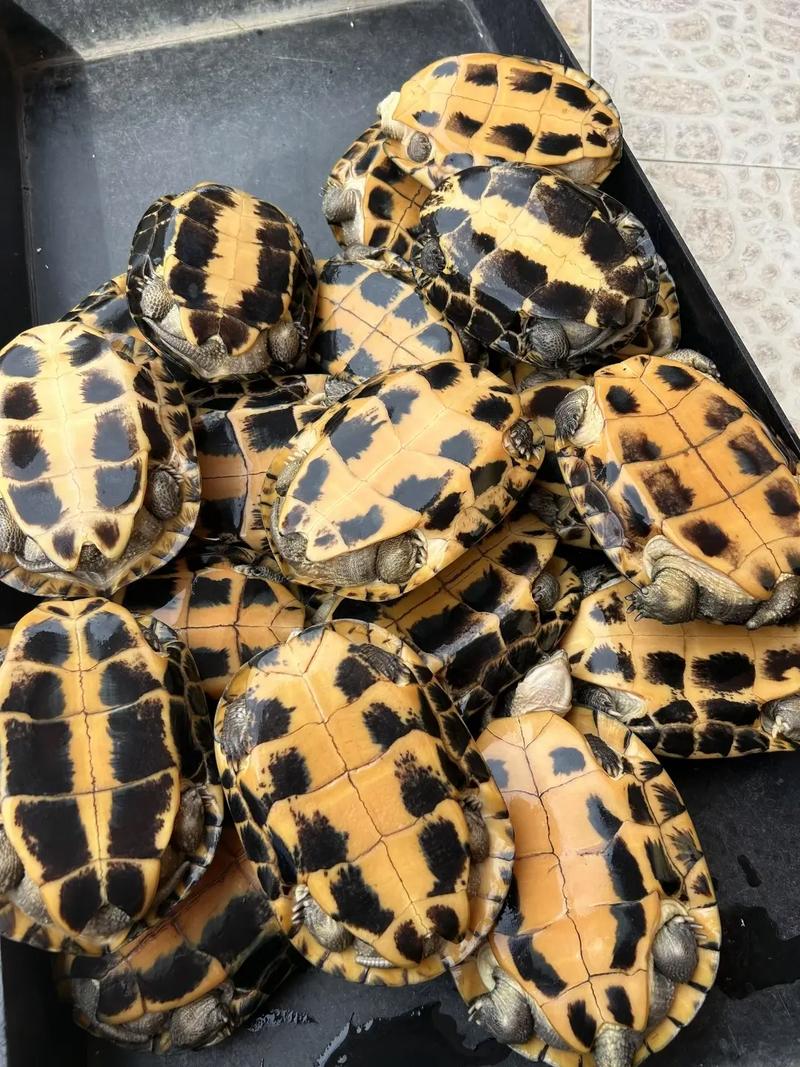 2025年石金钱龟价格会受哪些因素影响？养殖户该如何应对市场波动？-图1