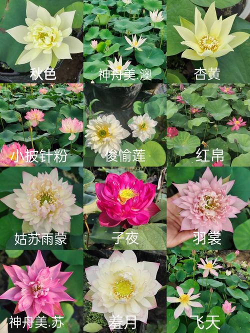 哪些品种的荷花花期超长？养护时需注意哪些细节才能延长赏花时间？-图1