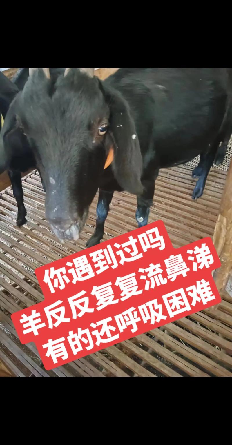 养羊疾病技术大全视频,如何系统掌握羊病防治要点与实操技巧?-图1 养羊疾病技术大全视频,如何系统掌握羊病防治要点与实操技巧?-图1