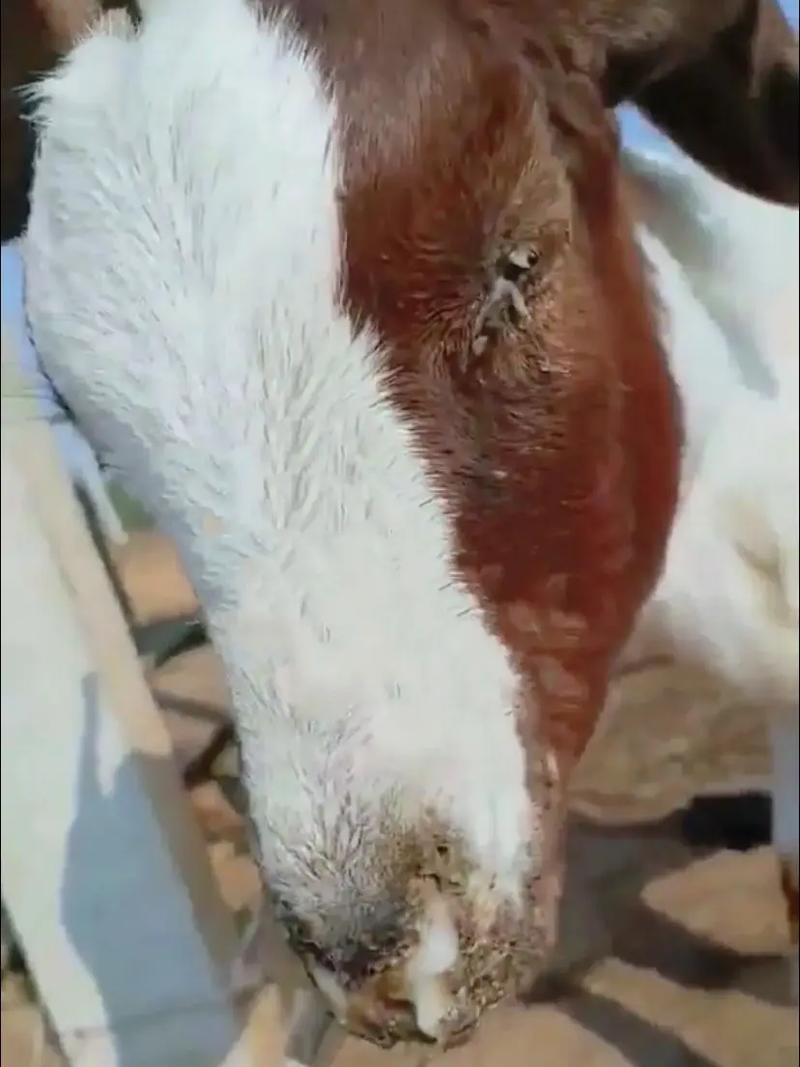 养羊疾病技术大全视频,如何系统掌握羊病防治要点与实操技巧?-图2 养羊疾病技术大全视频,如何系统掌握羊病防治要点与实操技巧?-图2