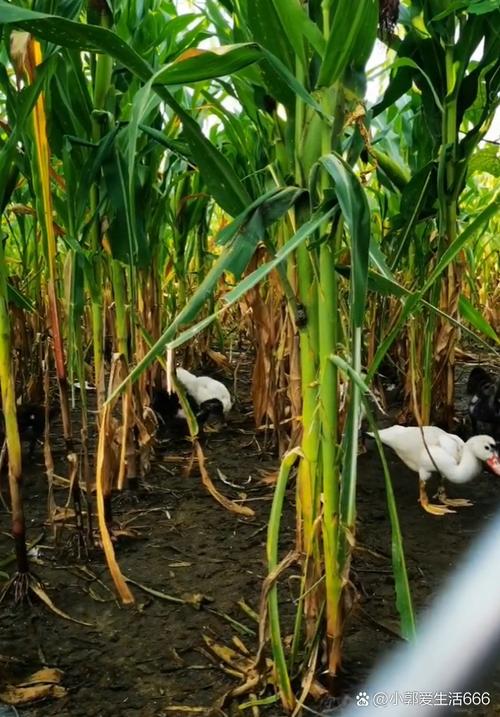 玉米秸秆养鹅技术视频,如何高效转化秸秆为鹅饲料?关键步骤与注意事项有哪些?-图1 玉米秸秆养鹅技术视频,如何高效转化秸秆为鹅饲料?关键步骤与注意事项有哪些?-图1