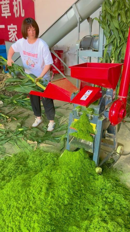 玉米秸秆养鹅技术视频，如何高效转化秸秆为鹅饲料？关键步骤与注意事项有哪些？-图2