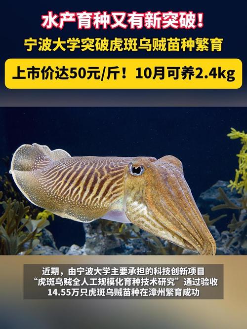 虎斑乌贼养殖技术难点突破与高效养殖模式如何优化?-图1 虎斑乌贼养殖技术难点突破与高效养殖模式如何优化?-图1