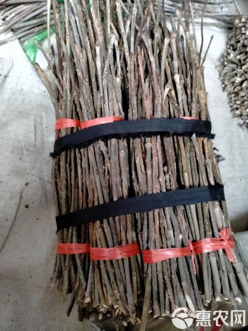 金蝉卵枝孵化技术图片能直观展示哪些关键步骤?孵化率如何通过细节把控提升?-图1 金蝉卵枝孵化技术图片能直观展示哪些关键步骤?孵化率如何通过细节把控提升?-图1