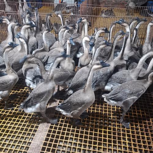 广东养殖的鹅品种有哪些？哪些是当地特色或优势品种？-图1