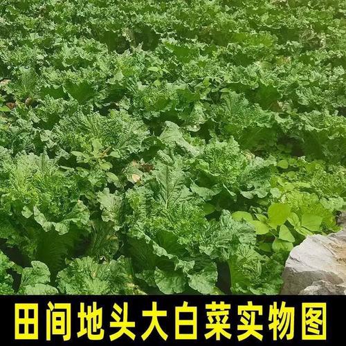 春季露天白菜种植如何防抽薹?温度、水肥、品种选择有哪些关键点?-图3 春季露天白菜种植如何防抽薹?温度、水肥、品种选择有哪些关键点?-图3