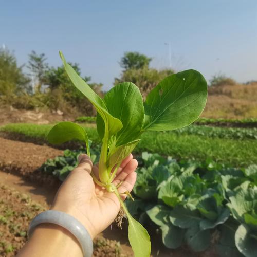 春季露天白菜种植如何防抽薹?温度、水肥、品种选择有哪些关键点?-图1 春季露天白菜种植如何防抽薹?温度、水肥、品种选择有哪些关键点?-图1