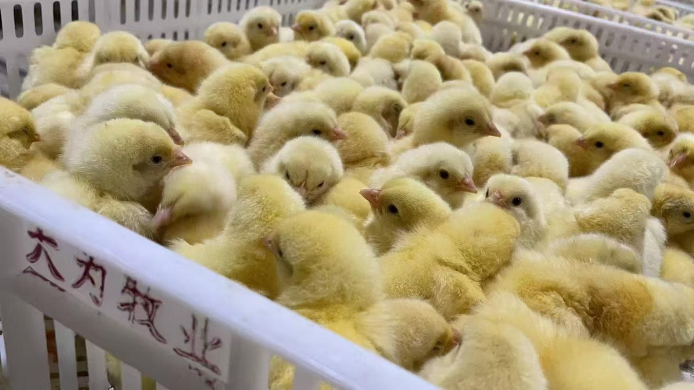 今日817毛鸡价格行情具体走势如何?养殖户该如何应对当前市场变化?-图3 今日817毛鸡价格行情具体走势如何?养殖户该如何应对当前市场变化?-图3