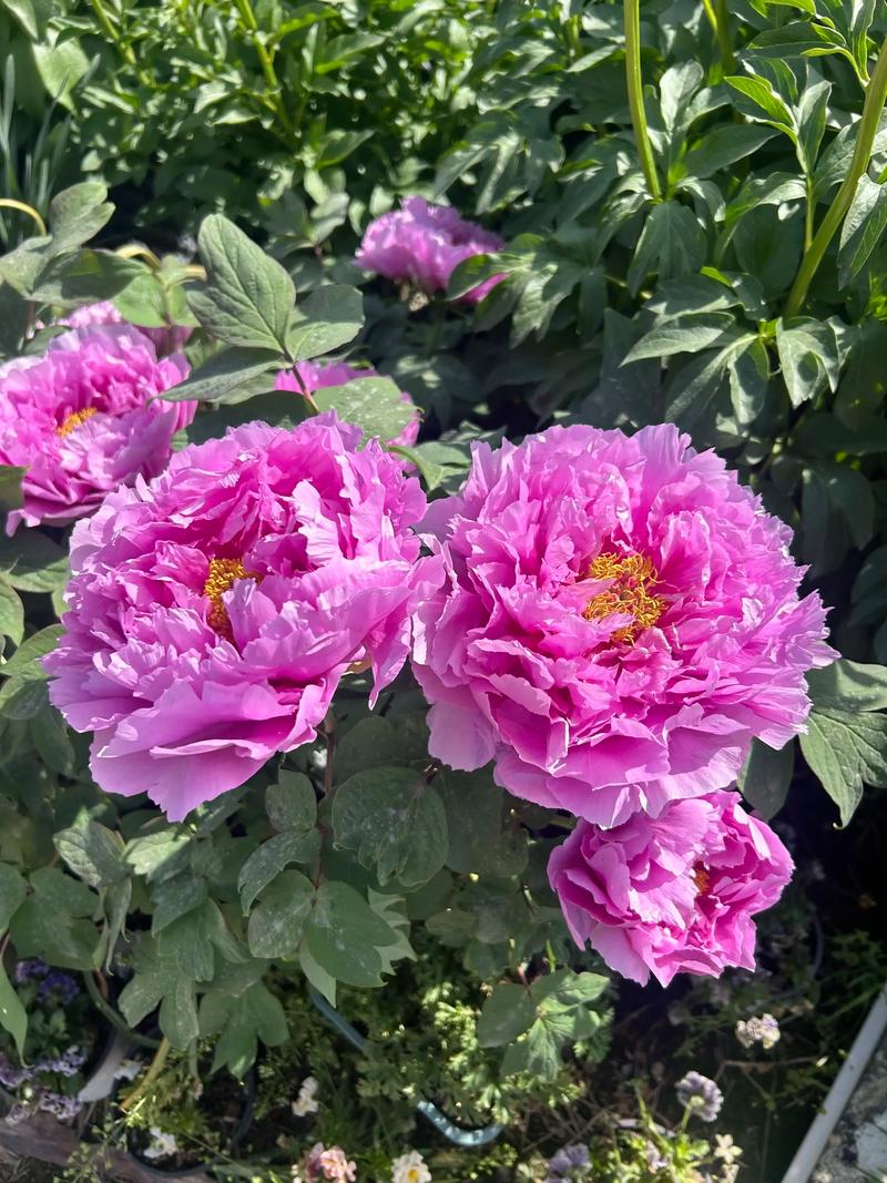 牡丹花中究竟哪个品种最漂亮?是姚黄、魏紫的雍容华贵,还是赵粉、豆绿的清新雅致?不同品种各具特色,如何评判最漂亮的标准又是什么?-图3 牡丹花中究竟哪个品种最漂亮?是姚黄、魏紫的雍容华贵,还是赵粉、豆绿的清新雅致?不同品种各具特色,如何评判最漂亮的标准又是什么?-图3