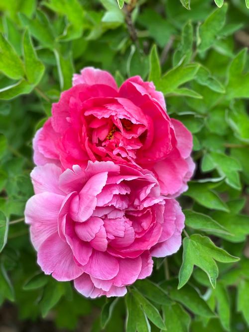 牡丹花中究竟哪个品种最漂亮?是姚黄、魏紫的雍容华贵,还是赵粉、豆绿的清新雅致?不同品种各具特色,如何评判最漂亮的标准又是什么?-图2 牡丹花中究竟哪个品种最漂亮?是姚黄、魏紫的雍容华贵,还是赵粉、豆绿的清新雅致?不同品种各具特色,如何评判最漂亮的标准又是什么?-图2