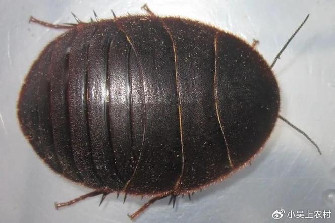 什么品种的土元价值高-图1 什么品种的土元价值高-图1