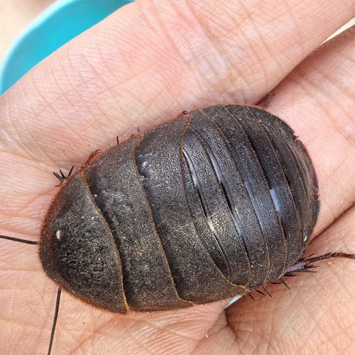 什么品种的土元价值高-图2 什么品种的土元价值高-图2