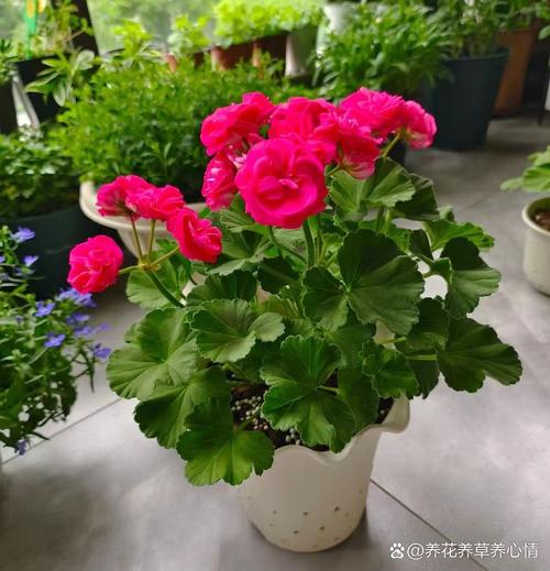 想养高大型天竺葵?哪些品种个子高、适合盆栽或地栽?-图3 想养高大型天竺葵?哪些品种个子高、适合盆栽或地栽?-图3