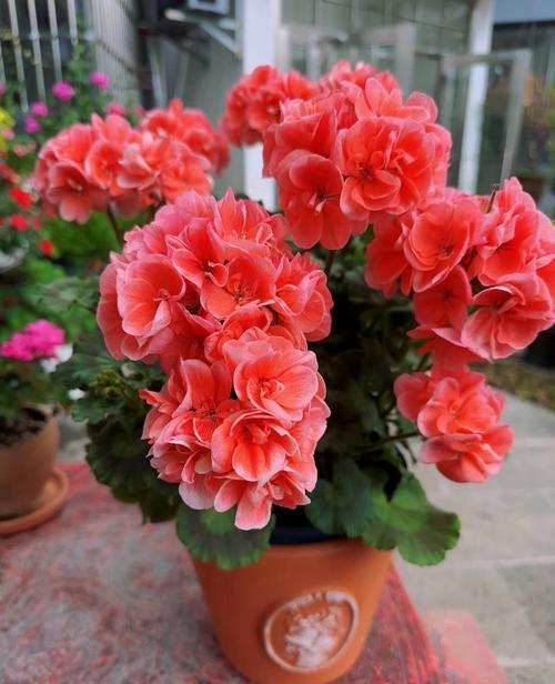 想养高大型天竺葵?哪些品种个子高、适合盆栽或地栽?-图1 想养高大型天竺葵?哪些品种个子高、适合盆栽或地栽?-图1