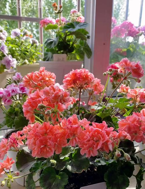 想养高大型天竺葵？哪些品种个子高、适合盆栽或地栽？-图2