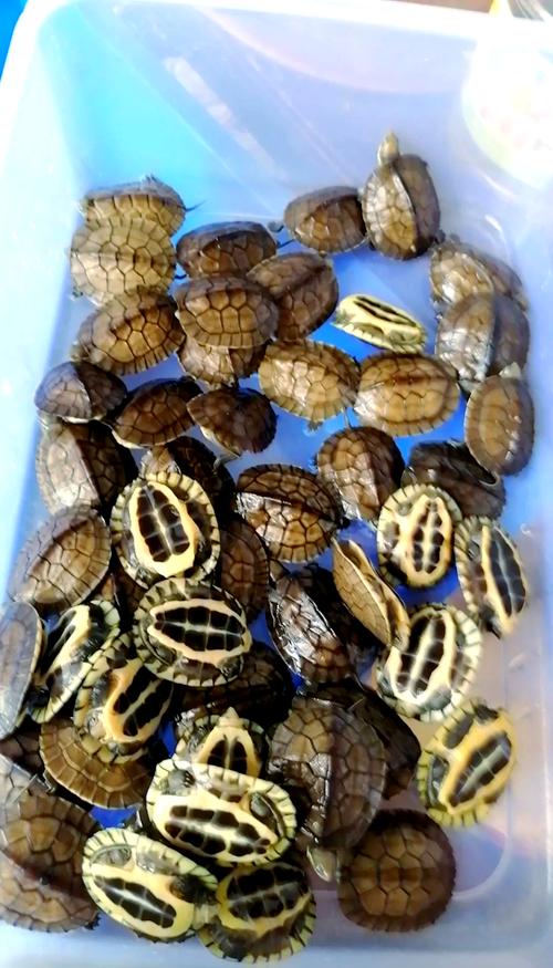 2025年石金钱龟苗价格会受哪些因素影响？市场行情将如何变化？养殖户该如何应对？-图2