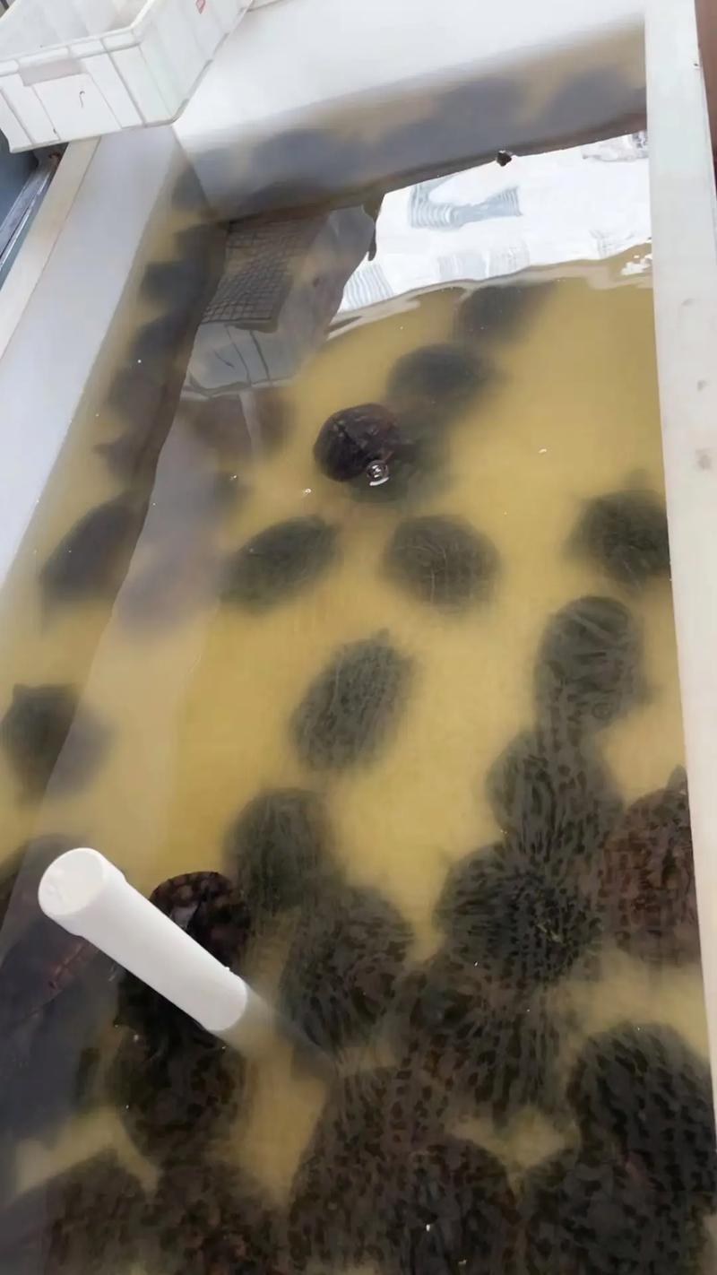 2025年石金钱龟苗价格会受哪些因素影响？市场行情将如何变化？养殖户该如何应对？-图3