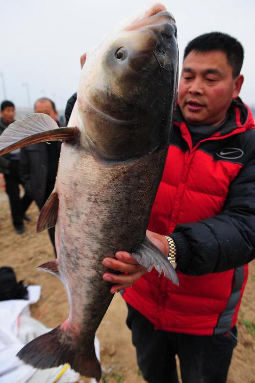 鳙鱼(胖头鱼)高效养殖技术要点有哪些?如何提升成活率与产量?-图1 鳙鱼(胖头鱼)高效养殖技术要点有哪些?如何提升成活率与产量?-图1