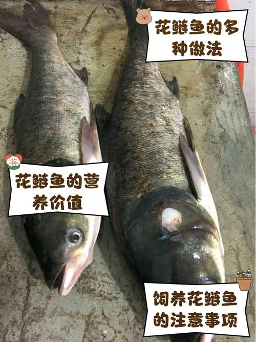 鳙鱼（胖头鱼）高效养殖技术要点有哪些？如何提升成活率与产量？-图2