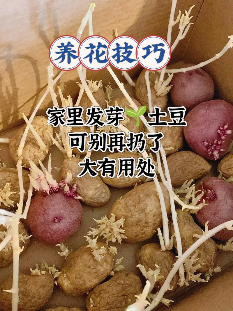 土豆最简单的催芽技术是什么?家庭种植如何快速催芽提高出芽率?-图3 土豆最简单的催芽技术是什么?家庭种植如何快速催芽提高出芽率?-图3