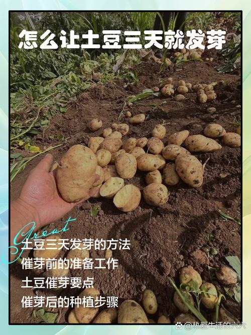 土豆最简单的催芽技术是什么？家庭种植如何快速催芽提高出芽率？-图2
