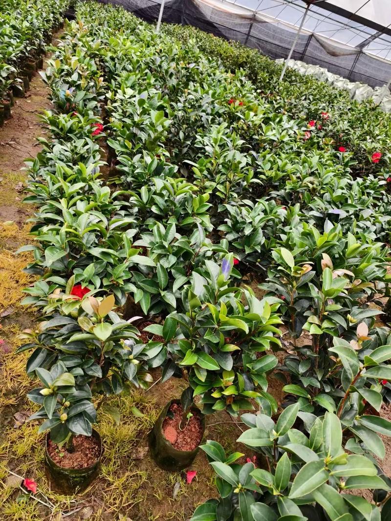 山茶花中哪个品种最稀有?全球仅存几株?为何它们比钻石还珍贵?-图3 山茶花中哪个品种最稀有?全球仅存几株?为何它们比钻石还珍贵?-图3