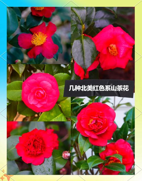 山茶花中哪个品种最稀有?全球仅存几株?为何它们比钻石还珍贵?-图2 山茶花中哪个品种最稀有?全球仅存几株?为何它们比钻石还珍贵?-图2