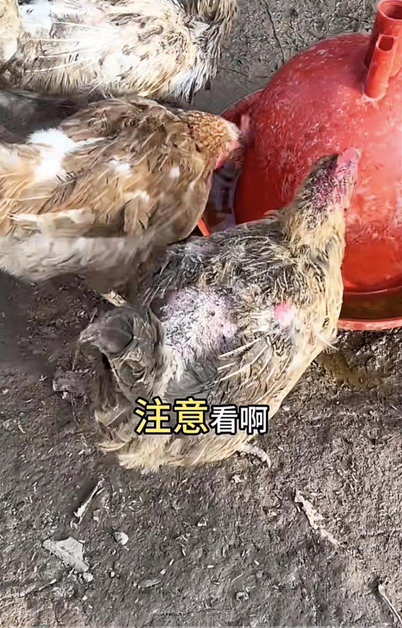 养肉鸡病技术视频大全,如何通过视频系统掌握常见疾病诊断与防控技巧?-图2 养肉鸡病技术视频大全,如何通过视频系统掌握常见疾病诊断与防控技巧?-图2