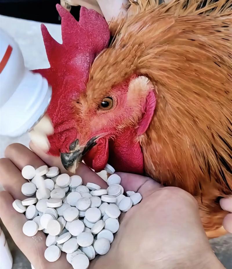 养肉鸡病技术视频大全,如何通过视频系统掌握常见疾病诊断与防控技巧?-图1 养肉鸡病技术视频大全,如何通过视频系统掌握常见疾病诊断与防控技巧?-图1