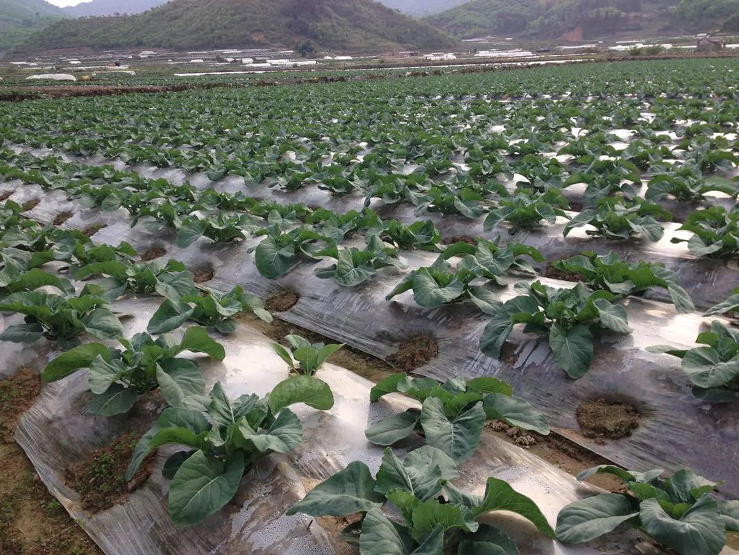 花菜种植从育苗到采收的全套技术视频,如何掌握关键步骤实现高产优质?-图2 花菜种植从育苗到采收的全套技术视频,如何掌握关键步骤实现高产优质?-图2