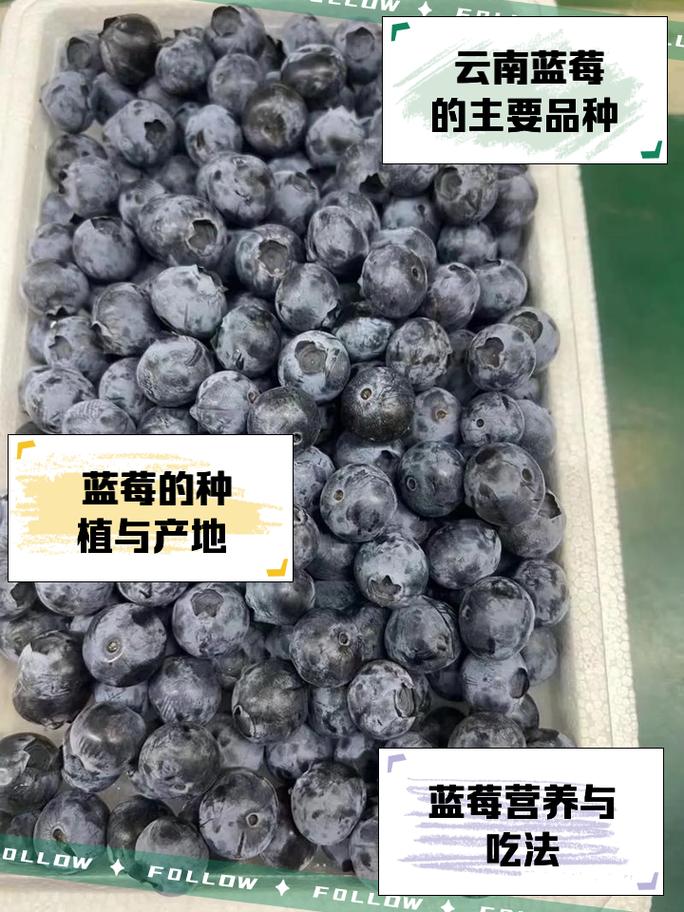 哪种蓝莓品种能一年多次挂果?高产蓝莓品种有哪些种植技巧?-图3 哪种蓝莓品种能一年多次挂果?高产蓝莓品种有哪些种植技巧?-图3