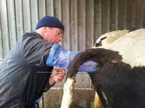 牛人工授精技术实施时,一次授精成功率多少?需要重复几次才能确保受胎?不同品种牛的最佳授精次数是否存在差异?-图1 牛人工授精技术实施时,一次授精成功率多少?需要重复几次才能确保受胎?不同品种牛的最佳授精次数是否存在差异?-图1