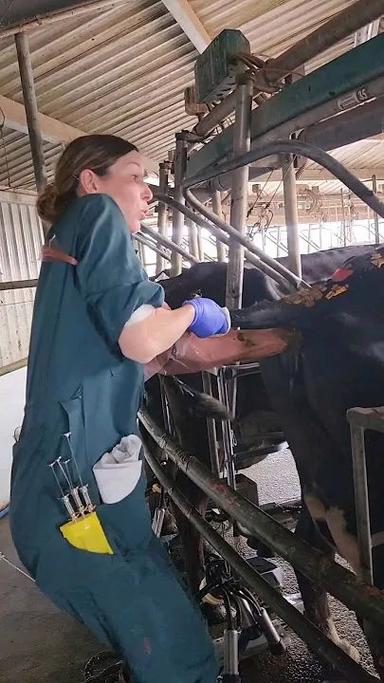 牛人工授精技术实施时,一次授精成功率多少?需要重复几次才能确保受胎?不同品种牛的最佳授精次数是否存在差异?-图2 牛人工授精技术实施时,一次授精成功率多少?需要重复几次才能确保受胎?不同品种牛的最佳授精次数是否存在差异?-图2