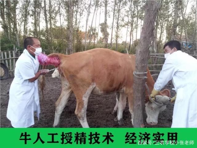 牛人工授精技术实施时,一次授精成功率多少?需要重复几次才能确保受胎?不同品种牛的最佳授精次数是否存在差异?-图3 牛人工授精技术实施时,一次授精成功率多少?需要重复几次才能确保受胎?不同品种牛的最佳授精次数是否存在差异?-图3