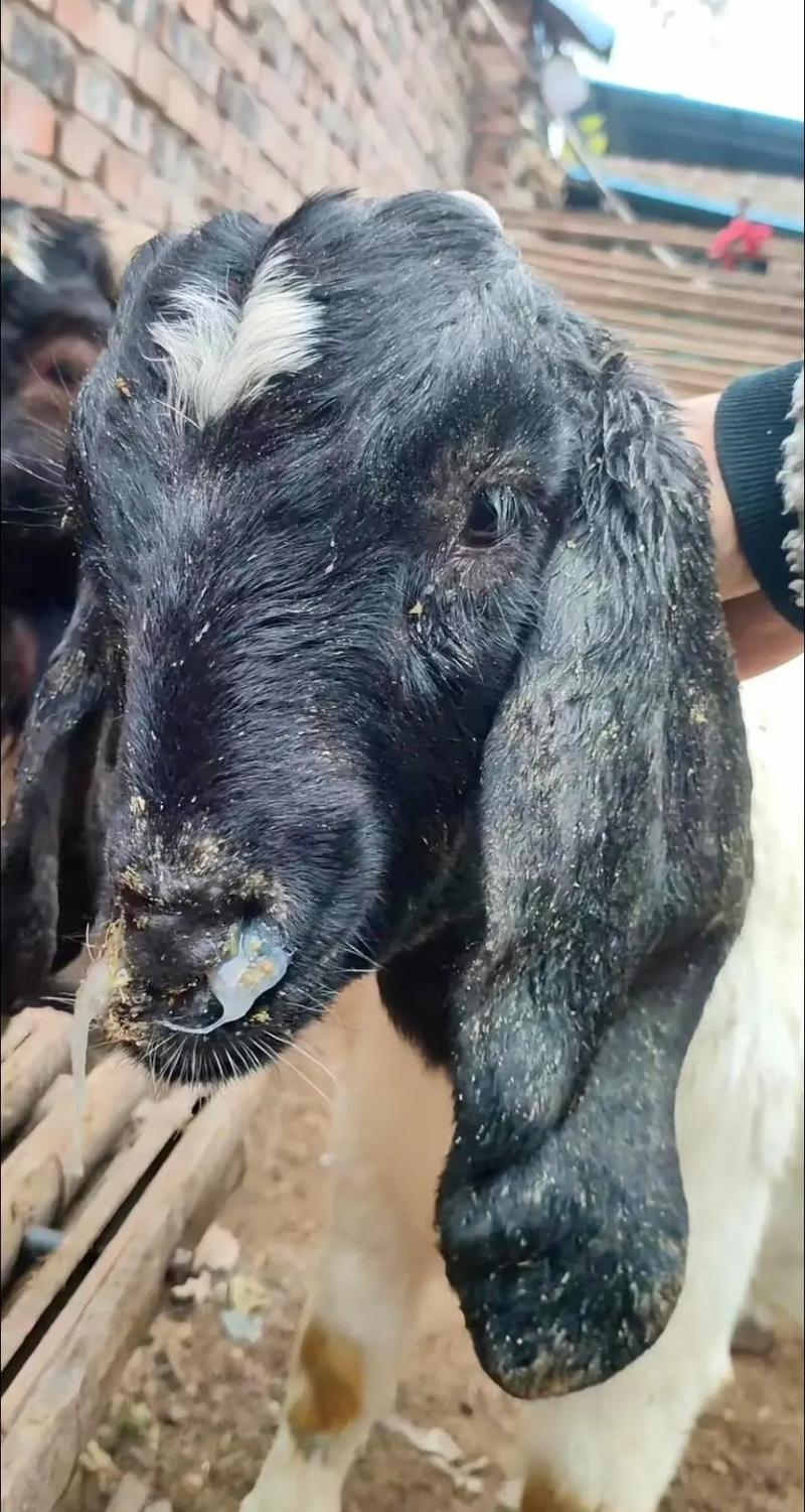 怎样养羊技术视频播放,新手如何高效获取并实践专业养殖教程?-图3 怎样养羊技术视频播放,新手如何高效获取并实践专业养殖教程?-图3