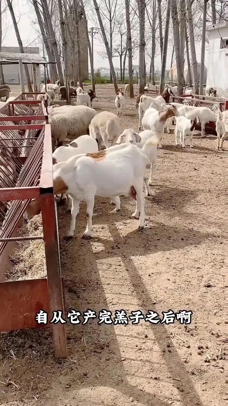 怎样养羊技术视频播放，新手如何高效获取并实践专业养殖教程？-图2